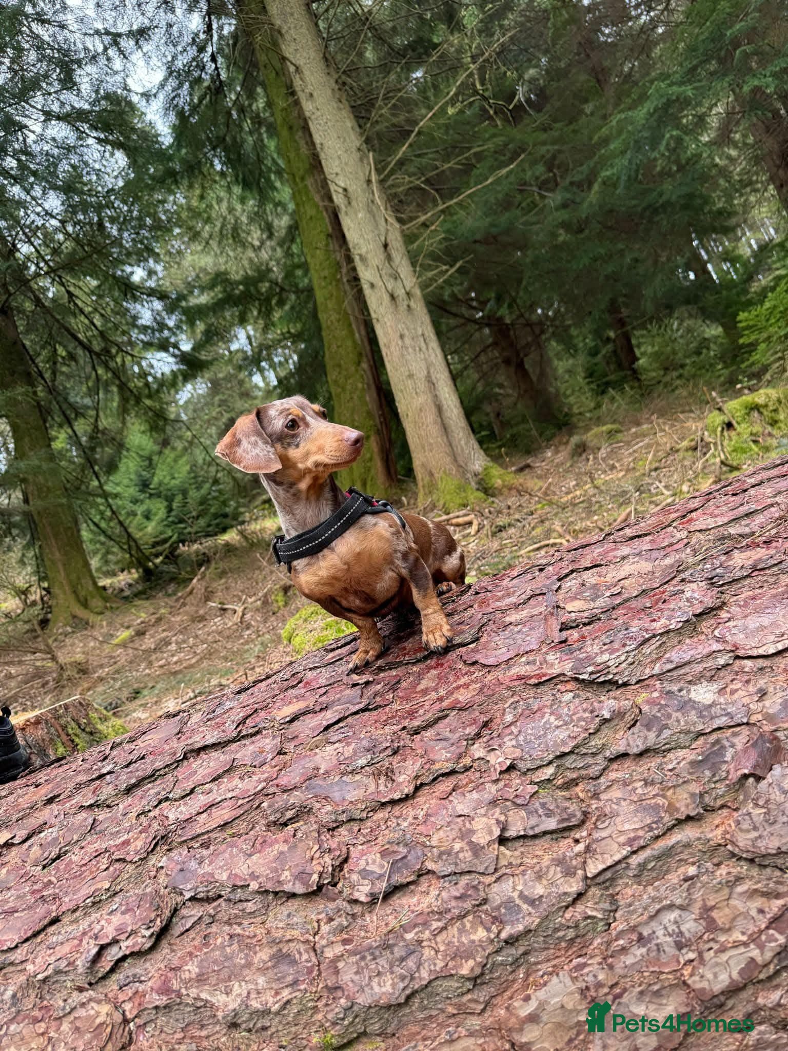 Miniature Dachshund dogs Beautiful miniature Dachaunds  - Advert 2