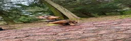 Miniature Dachshund dogs for sale: Beautiful miniature Dachaunds  - Advert 1