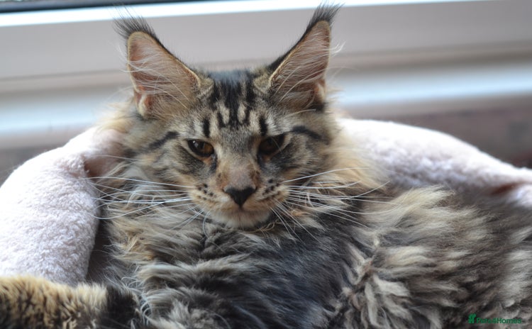 Maine Coon cats - Advert 1