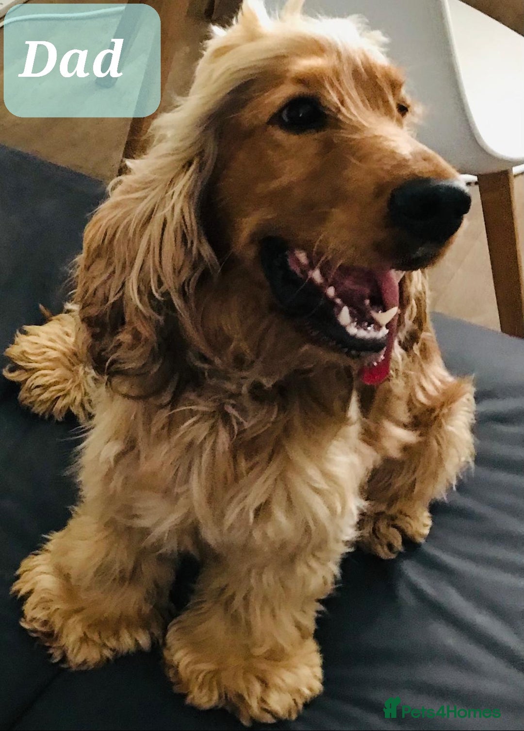 Cocker Spaniel dogs for sale: Show Type Health Tested, KC Reg puppies  - Image 33