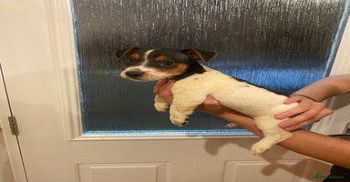 Jack Russell dogs - Advert 7