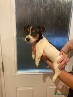 Jack Russell dogs - Advert 5