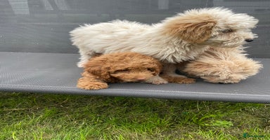 Cavapoo dogs - Advert 6