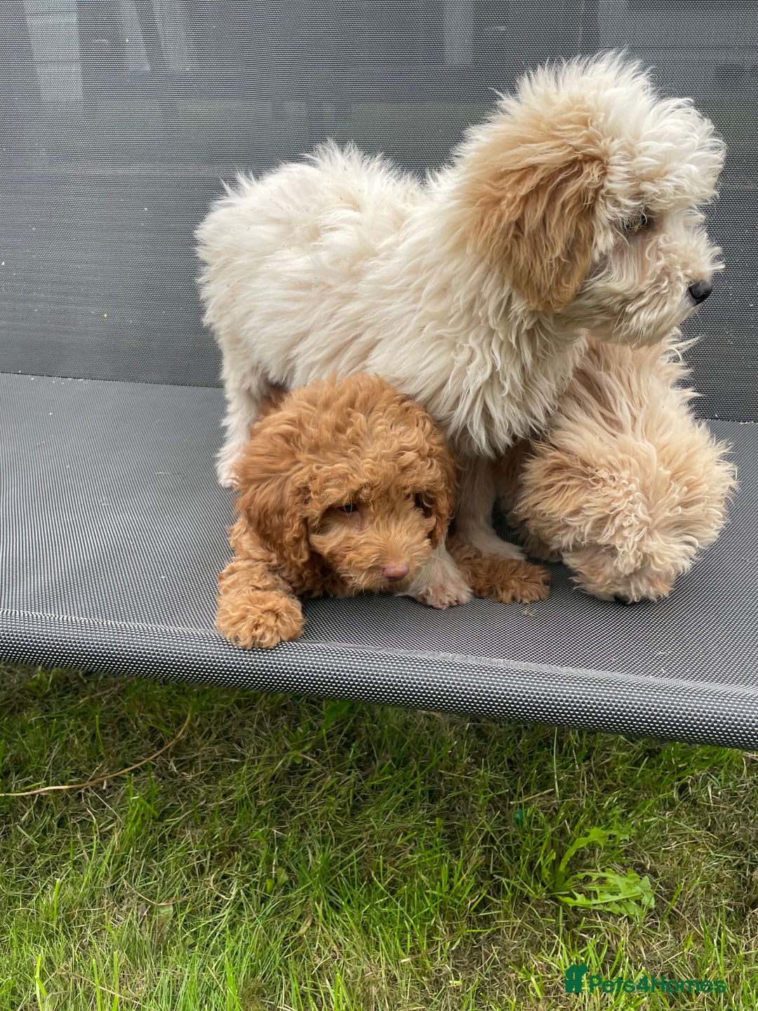 Cavapoo dogs for sale: F1b cavapoo - Image 2