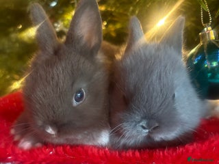 Netherland Dwarf rabbits Sweet Blue Netherland dwarf bunnies - Advert 2