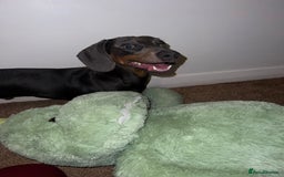 Dachshund dogs for sale: Blue and Tan Dachshund Boy Otis - Image 2