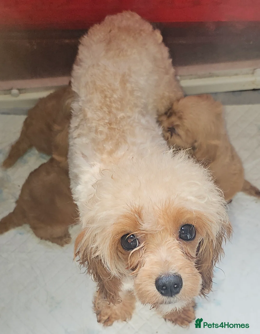 Cavapoo dogs for sale: Red f1b TOY cavapoo puppies in Bedford - Advert 1