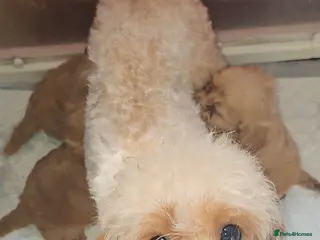 Cavapoo dogs Red f1b TOY cavapoo puppies - Advert 1