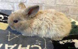 Mini Lop rabbits for sale: Two different litters of rabbits - Image 12
