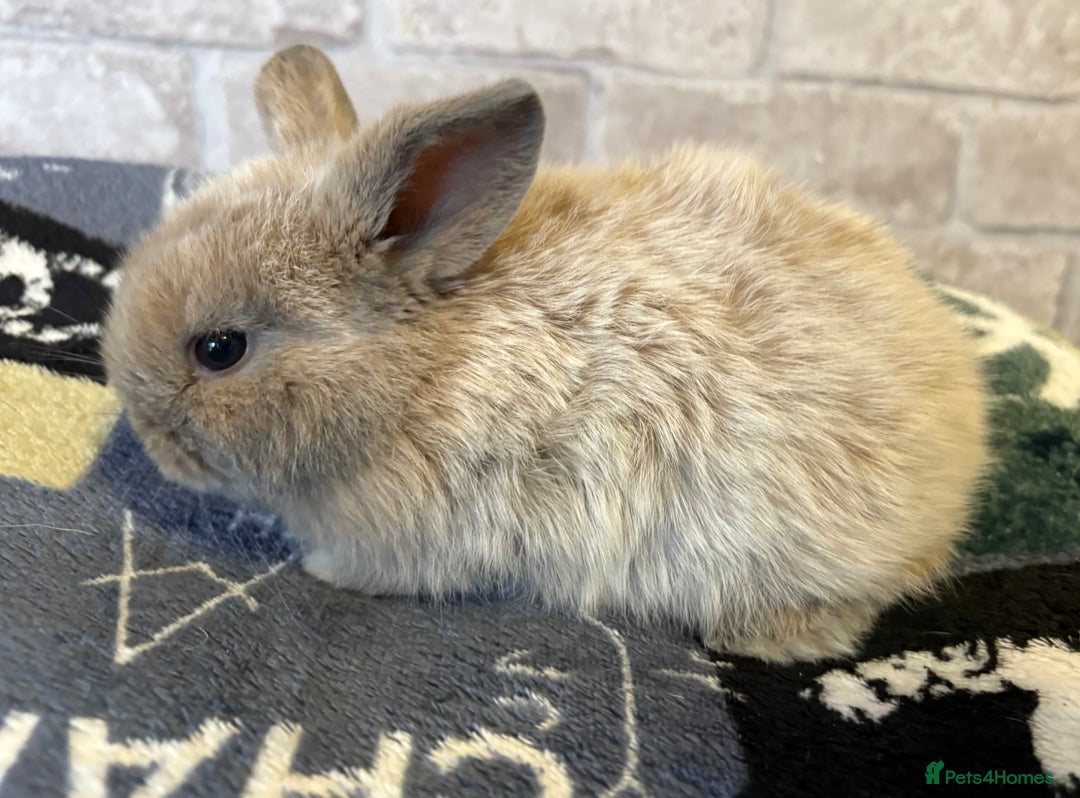 Mini Lop rabbits for sale: Two different litters of rabbits - Image 12
