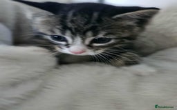 Mixed Breed cats for sale: 6 beautiful boys  - Image 15