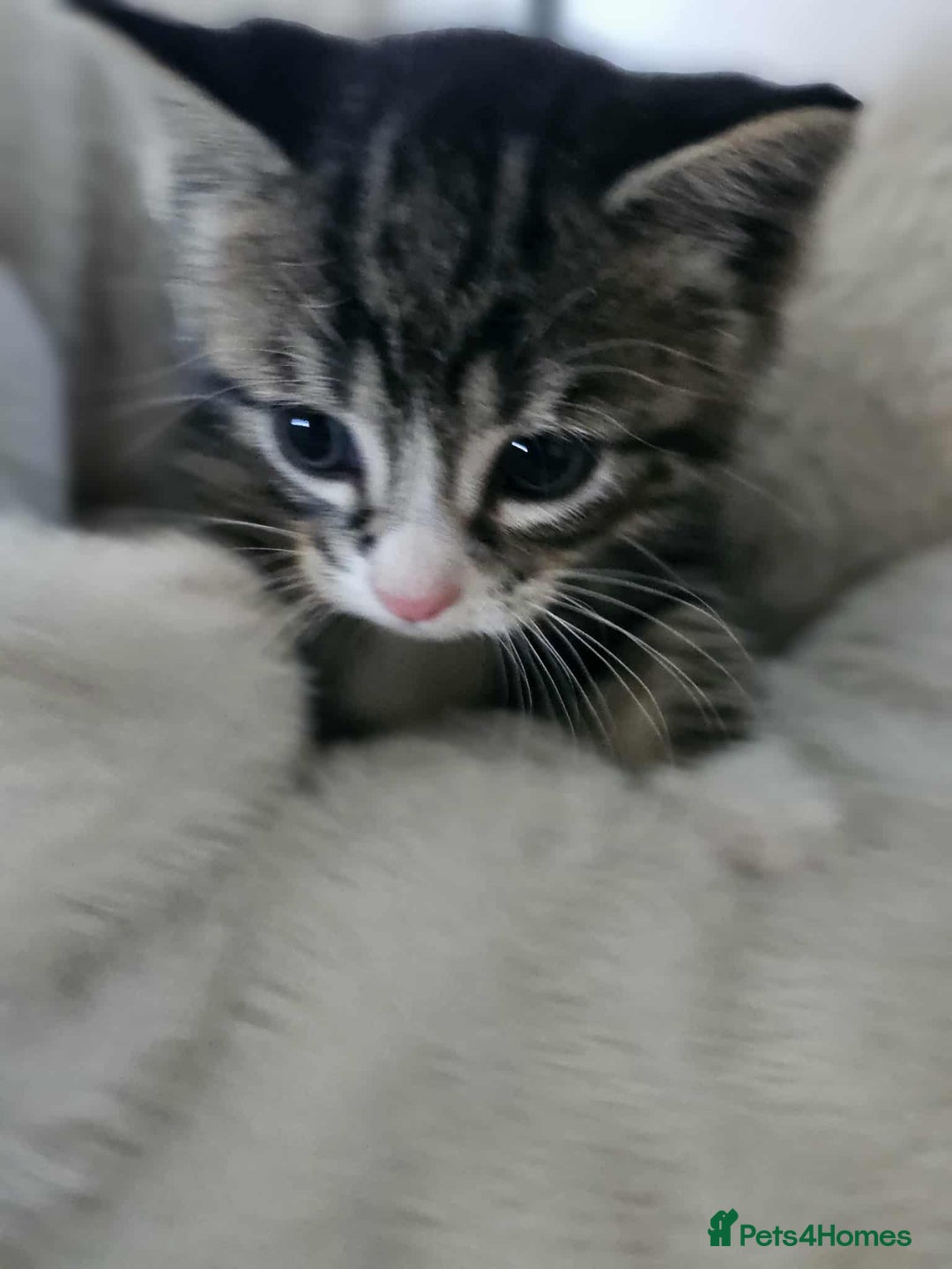 Mixed Breed cats for sale: 6 beautiful boys  - Image 15