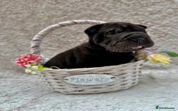 Shar Pei dogs for sale: REDUCED*READYNOW Beautiful bear/brush shar peis  - Image 4