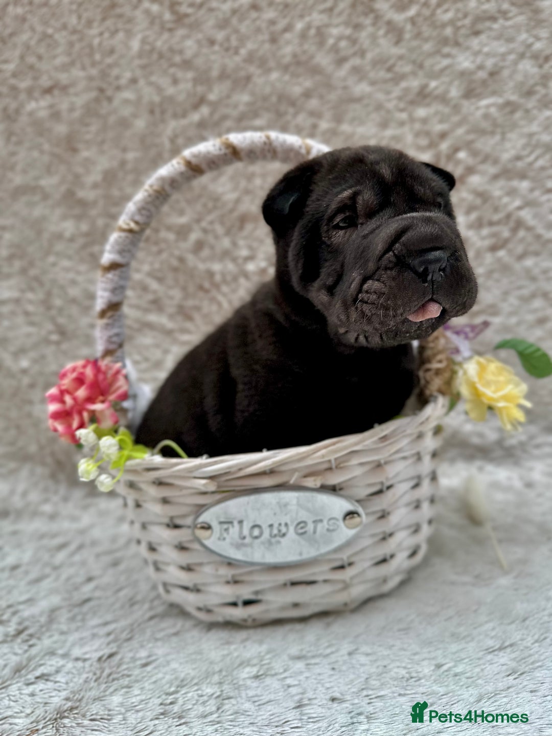 Shar Pei dogs for sale: REDUCED*READYNOW Beautiful bear/brush shar peis  - Image 4