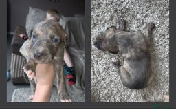 Lurcher dogs for sale: Lurcher pups  - Image 2
