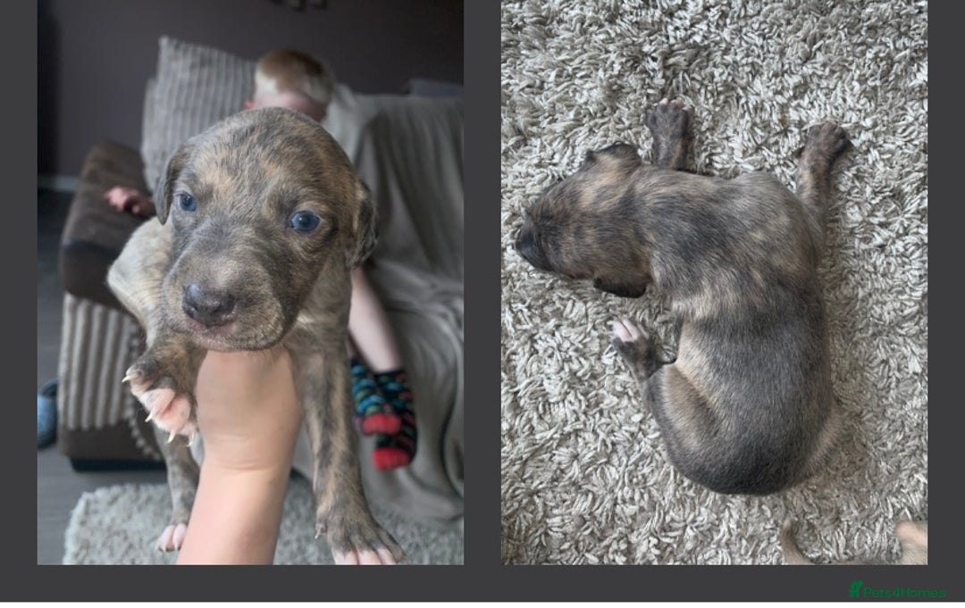 Lurcher dogs for sale: Lurcher pups  - Image 2
