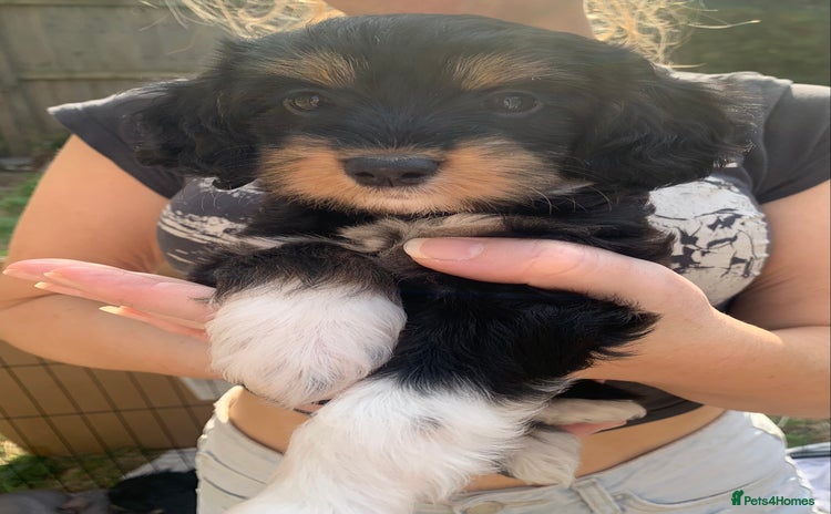 Mixed Breed dogs - Advert 1
