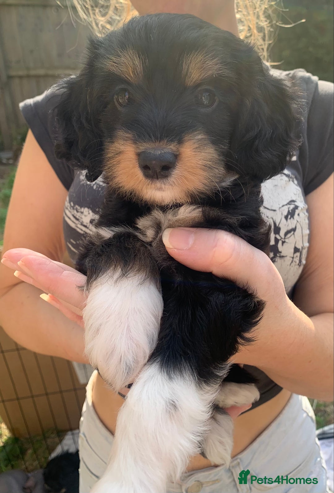 Mixed Breed dogs for sale: Chinese Crested X Cavapoo Puppies - Litter of 6 - Image 1