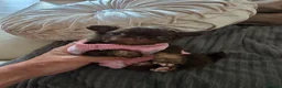 Chihuahua dogs for sale: Xx quality chocolate longcoat chihuahua puppies Xx - Advert 20