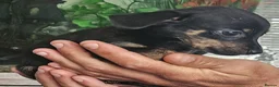 Chiweenie dogs for sale: Chiweenies looking for their forever home - Advert 2
