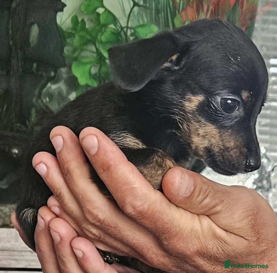 Chiweenie dogs for sale: Chiweenies looking for their forever home - Advert 2