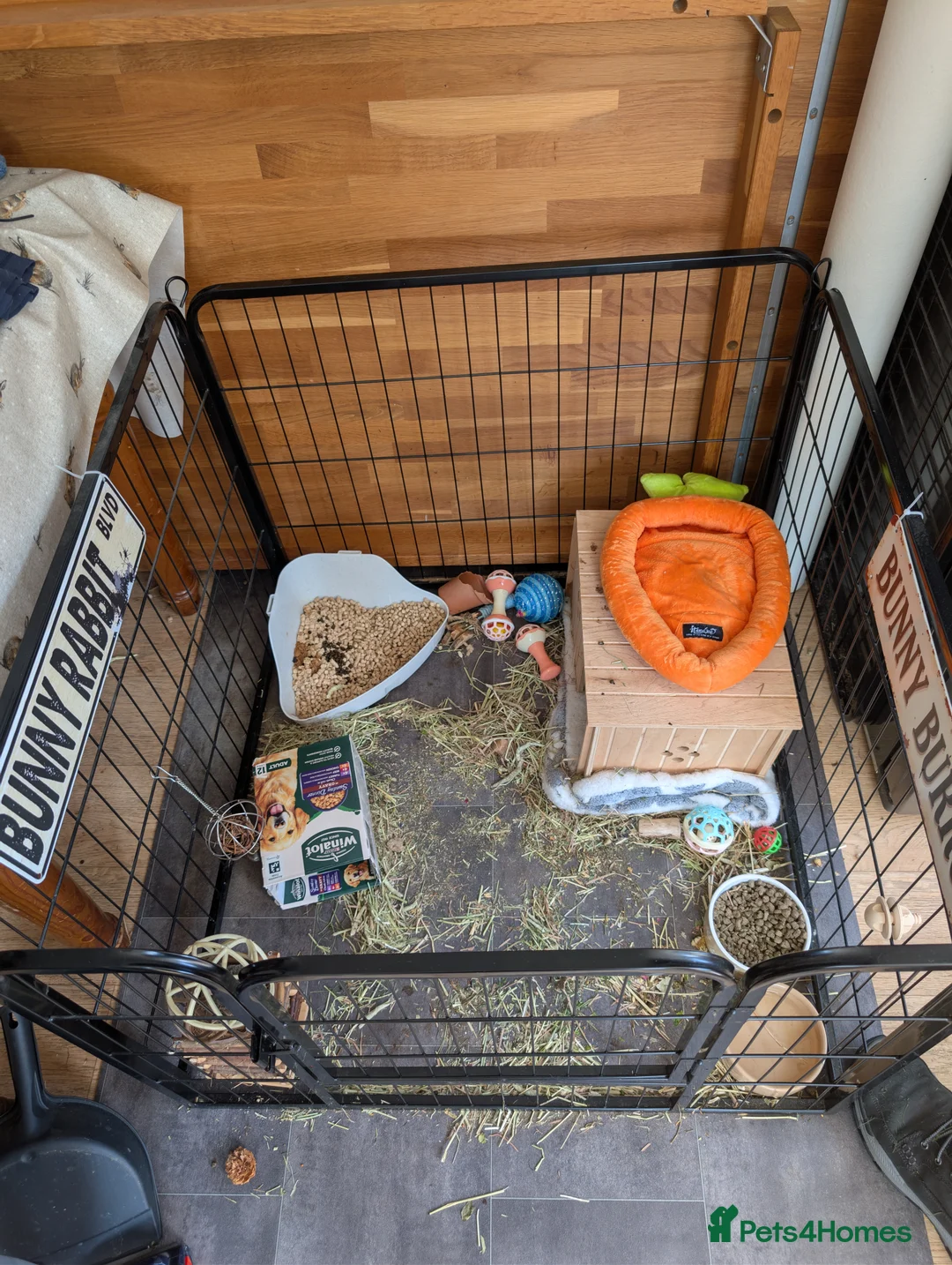 Netherland Dwarf rabbits for sale: Chinchilla Netherland dwarf  in Tonbridge - Advert 2