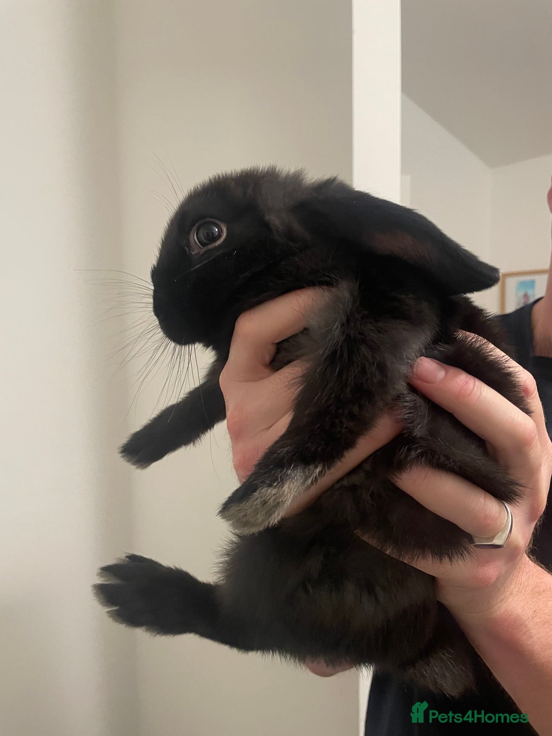 Dwarf Lop rabbits for sale: 2 x Male Dwarf Lop for sale - 12 weeks old  - Advert 3