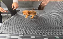 Patterdale Terrier dogs for sale: Patterdale fell terriers  - Image 16