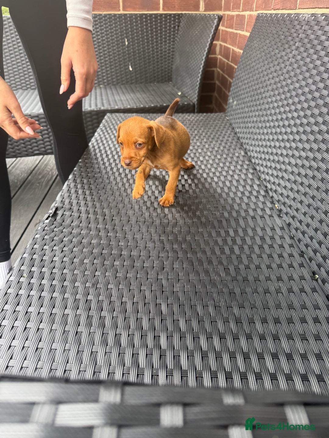 Patterdale Terrier dogs for sale: Patterdale fell terriers  - Image 16