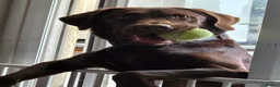 Labrador Retriever dogs for sale: Chocolate labour retriever - Advert 3