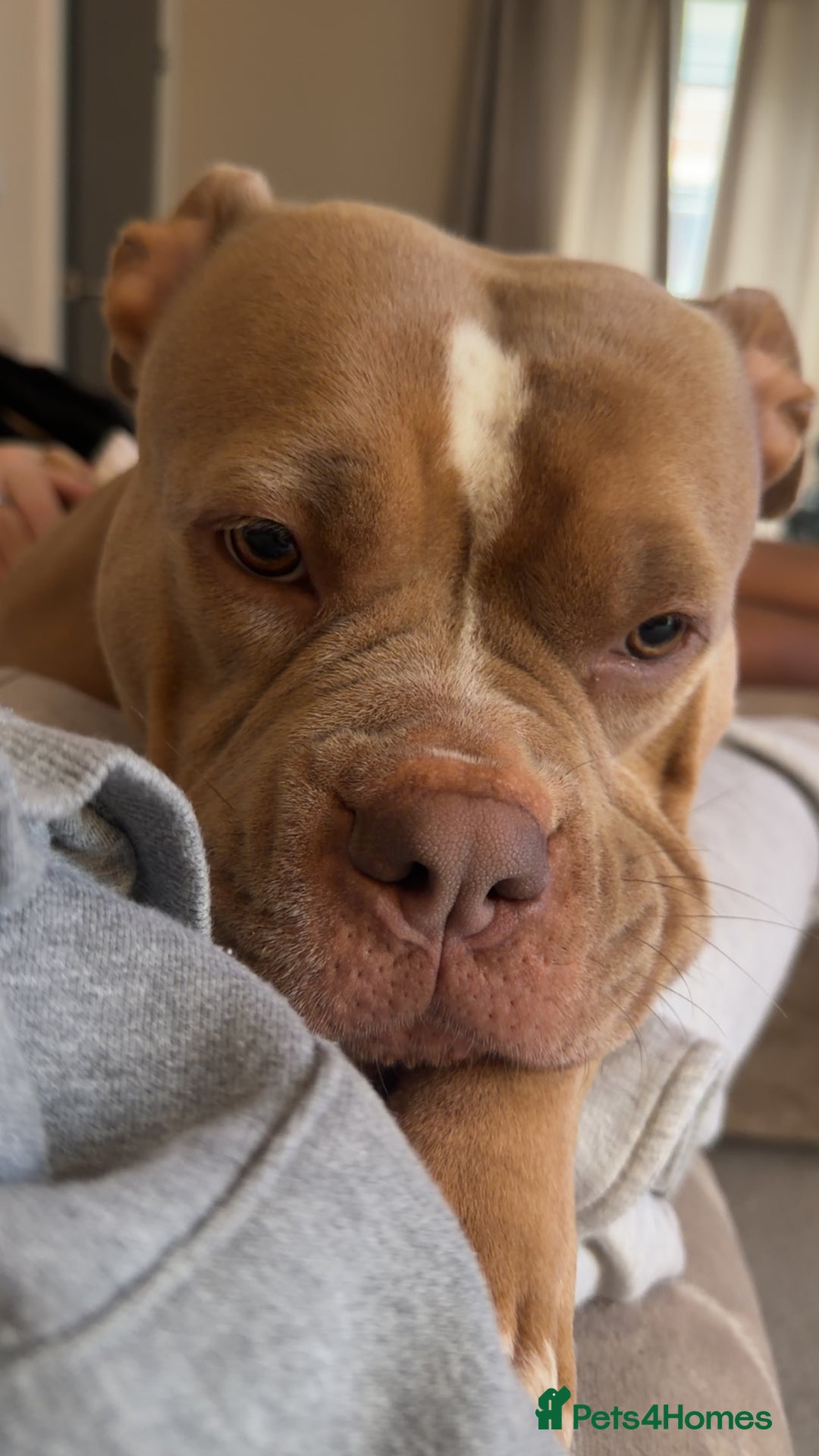 American Bully dogs for sale: Rehome  - Advert 2