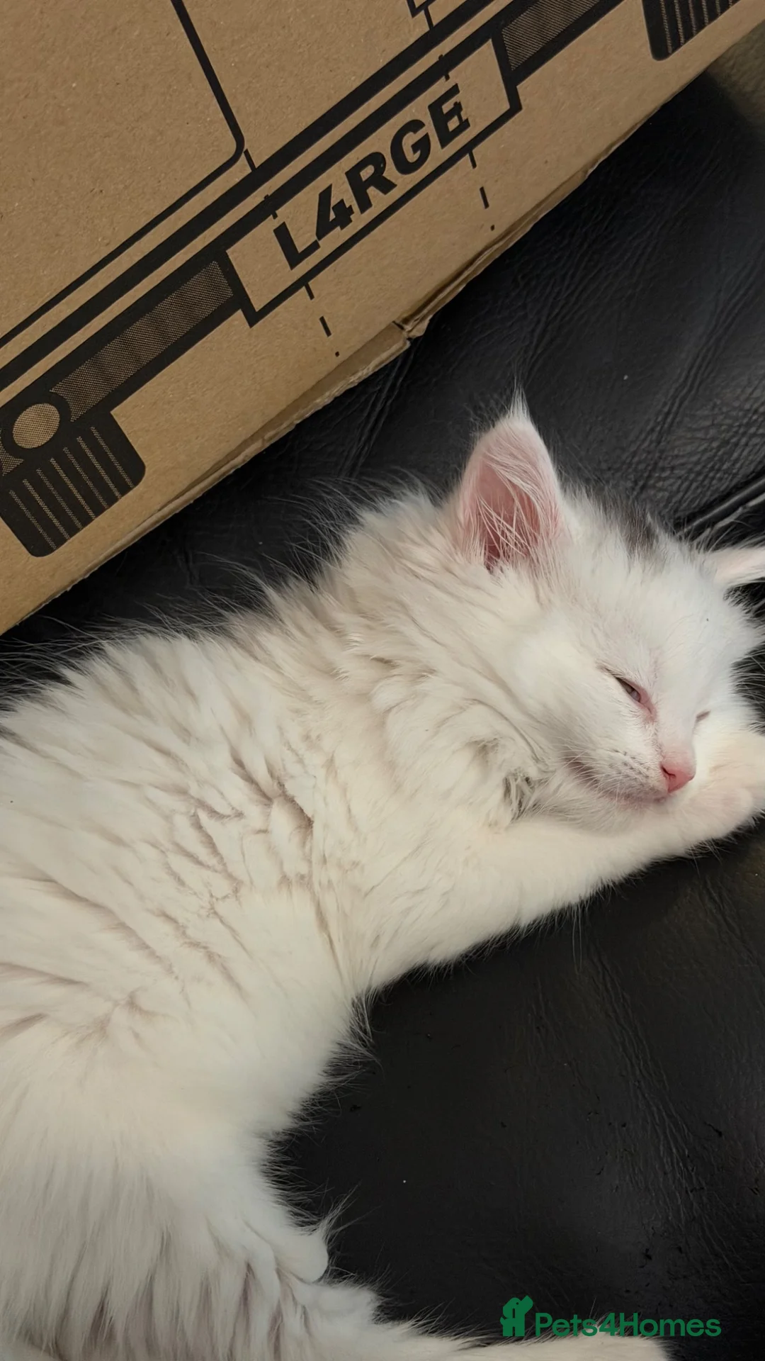 Mixed Breed cats for sale: 10 Week Turkish Angora × British Shorthair Kitten in London - Advert 5