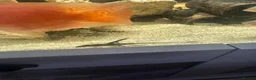 Cichlids fish for sale: Fish for sale in Milton Keynes - Advert 9