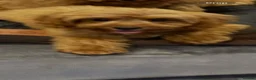 Cavapoo dogs for sale: Beautiful cavapoo puppies - Advert 14