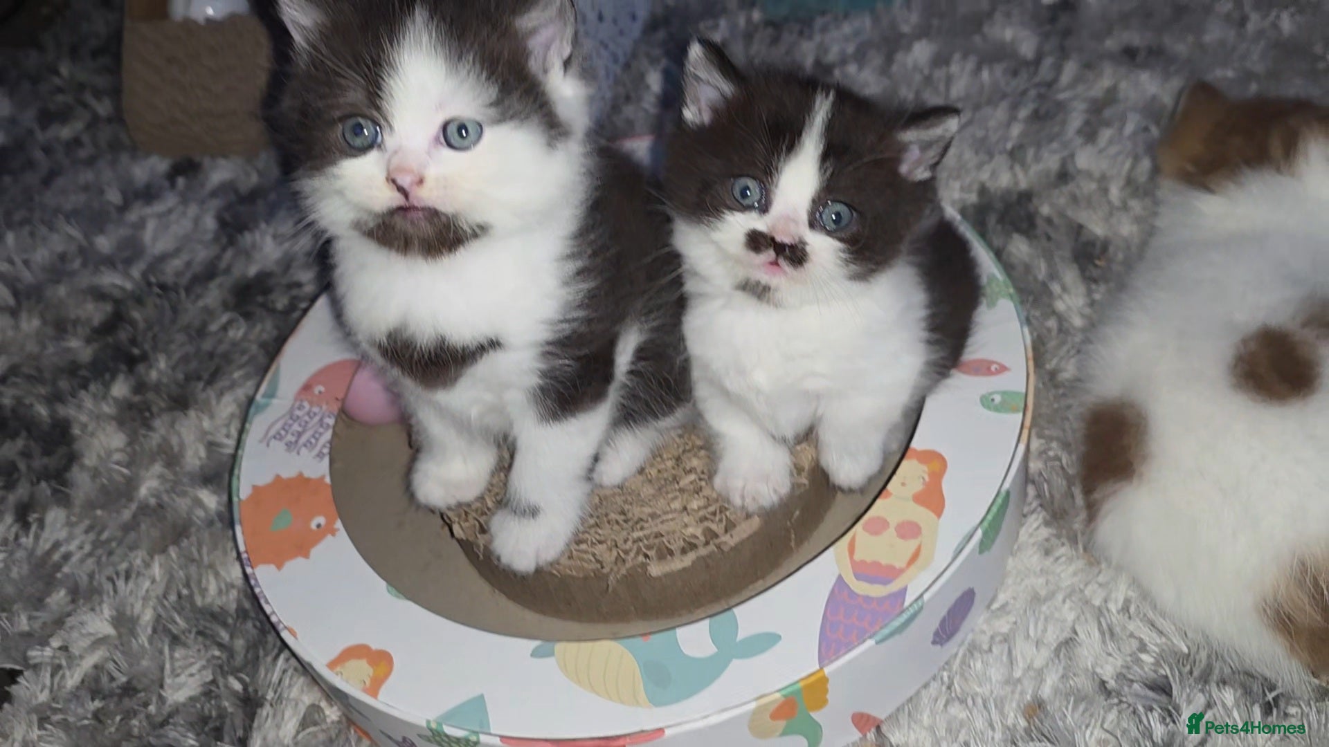 Munchkin cats Munchkin kittens - Advert 1