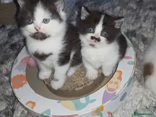 Munchkin cats Munchkin kittens - Advert 1