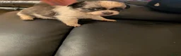 Chihuahua dogs for sale: Lovely tiny chihuahua puppies for sale  - Advert 36