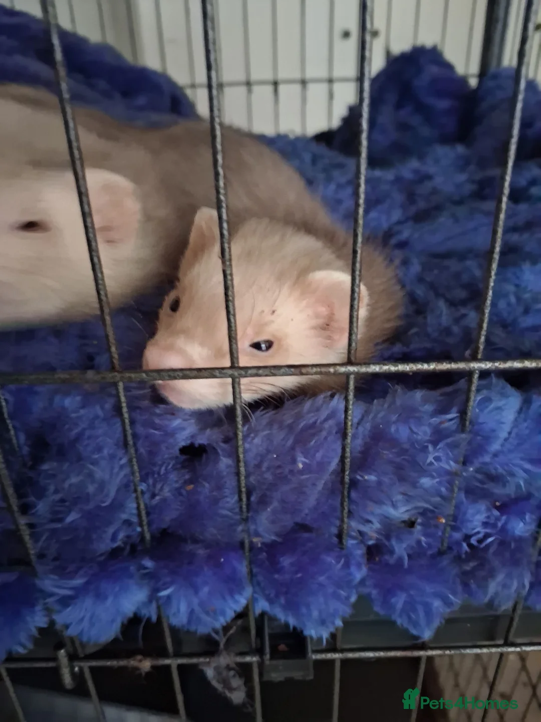 Ferret rodents for sale: 2 hobs sandy - Advert 7