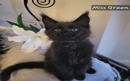 Maine Coon cats for sale: Beautiful Maine Coons  - Advert 7