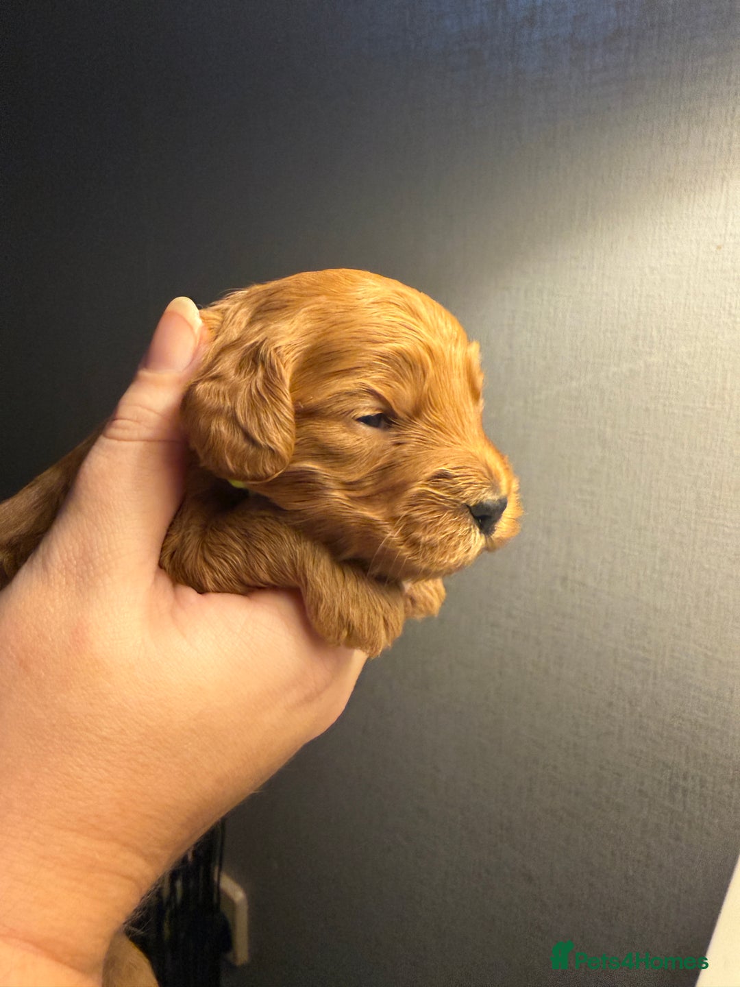 Cockapoo dogs for sale: Cockapoo F1 - Advert 27