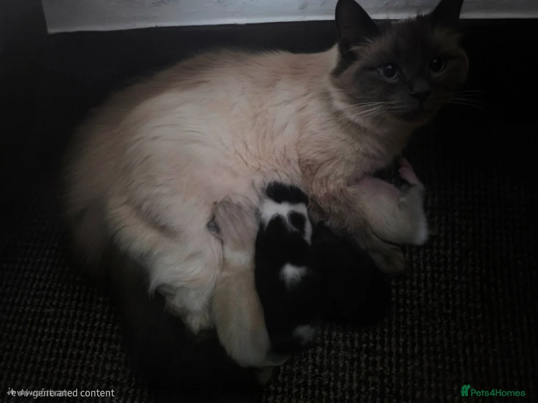 Ragdoll cats for sale: Mixed breed ragdolls.  in Hereford - Advert 6