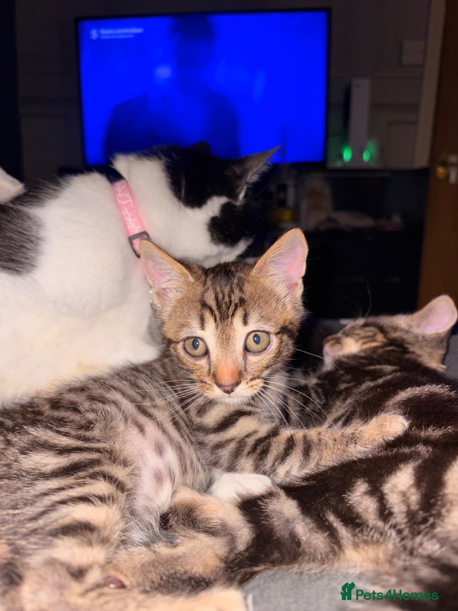 Mixed Breed cats Turkish van x American wire hair  - Advert 17
