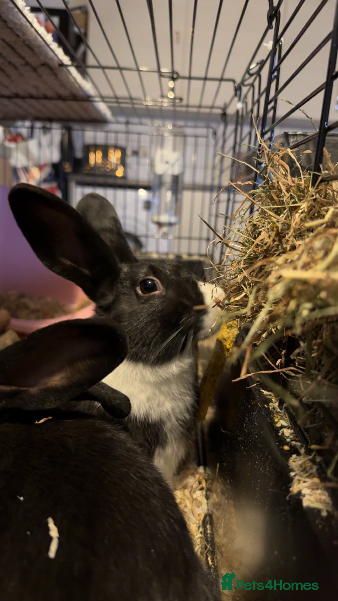 Dutch rabbits for sale: 2 indoor Dutch house rabbits  - Advert 4