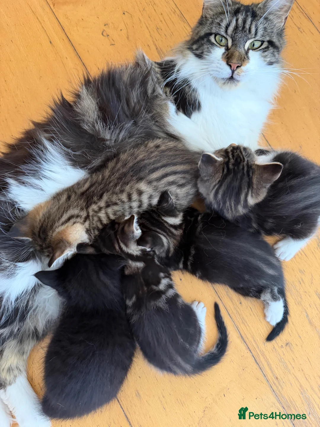 Mixed Breed cats for sale: Maine Coon X - Advert 2