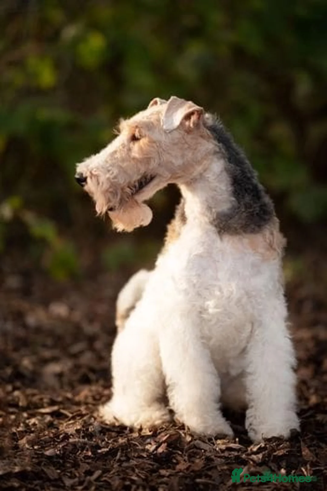 Fox Terrier dogs for sale: Beautiful KC litter of ( 3 boys )  in Wisbech - Advert 10