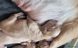 Cocker Spaniel dogs for sale: Working Cocker Spaniel Puppies for Sale - Image 15