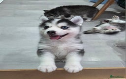 Siberian Husky dogs for sale: Perfect Mini Husky puppies - Image 5