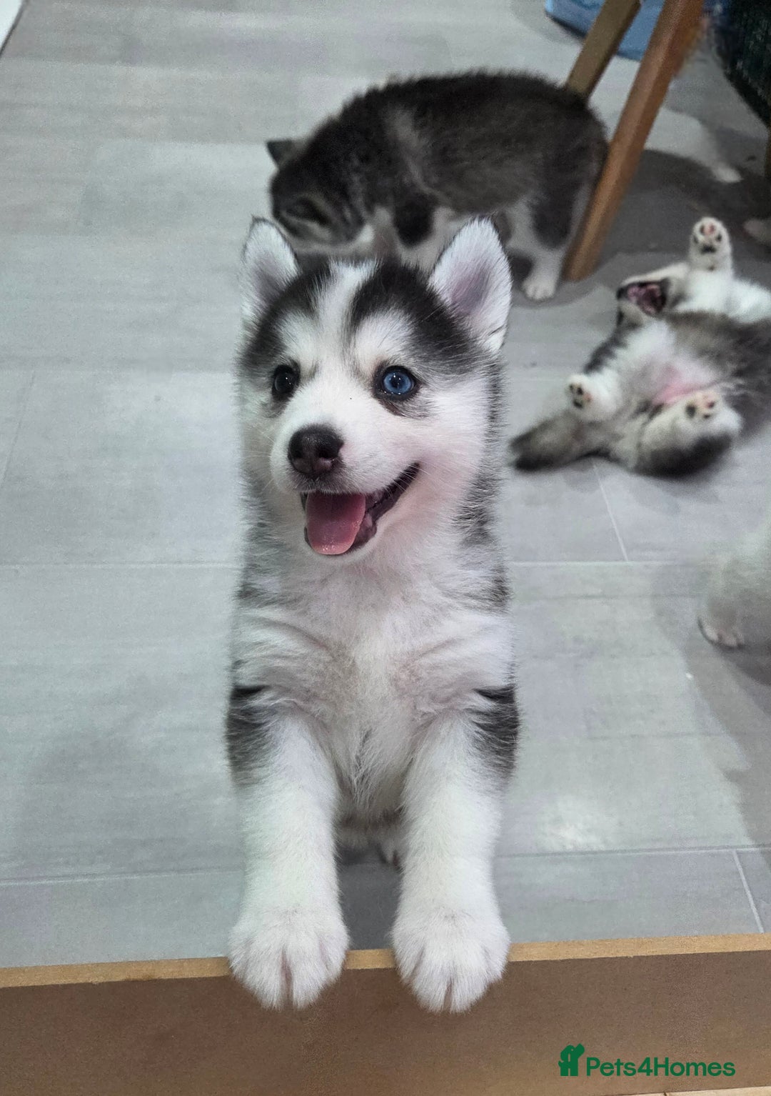 Siberian Husky dogs for sale: Perfect Mini Husky puppies - Image 5
