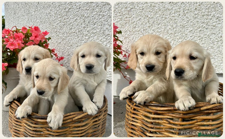 Golden Retriever dogs - Advert 3