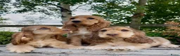Cocker Spaniel dogs for sale: KC RegShow Type Cocker Spaniel Pups Health Tested - Advert 1